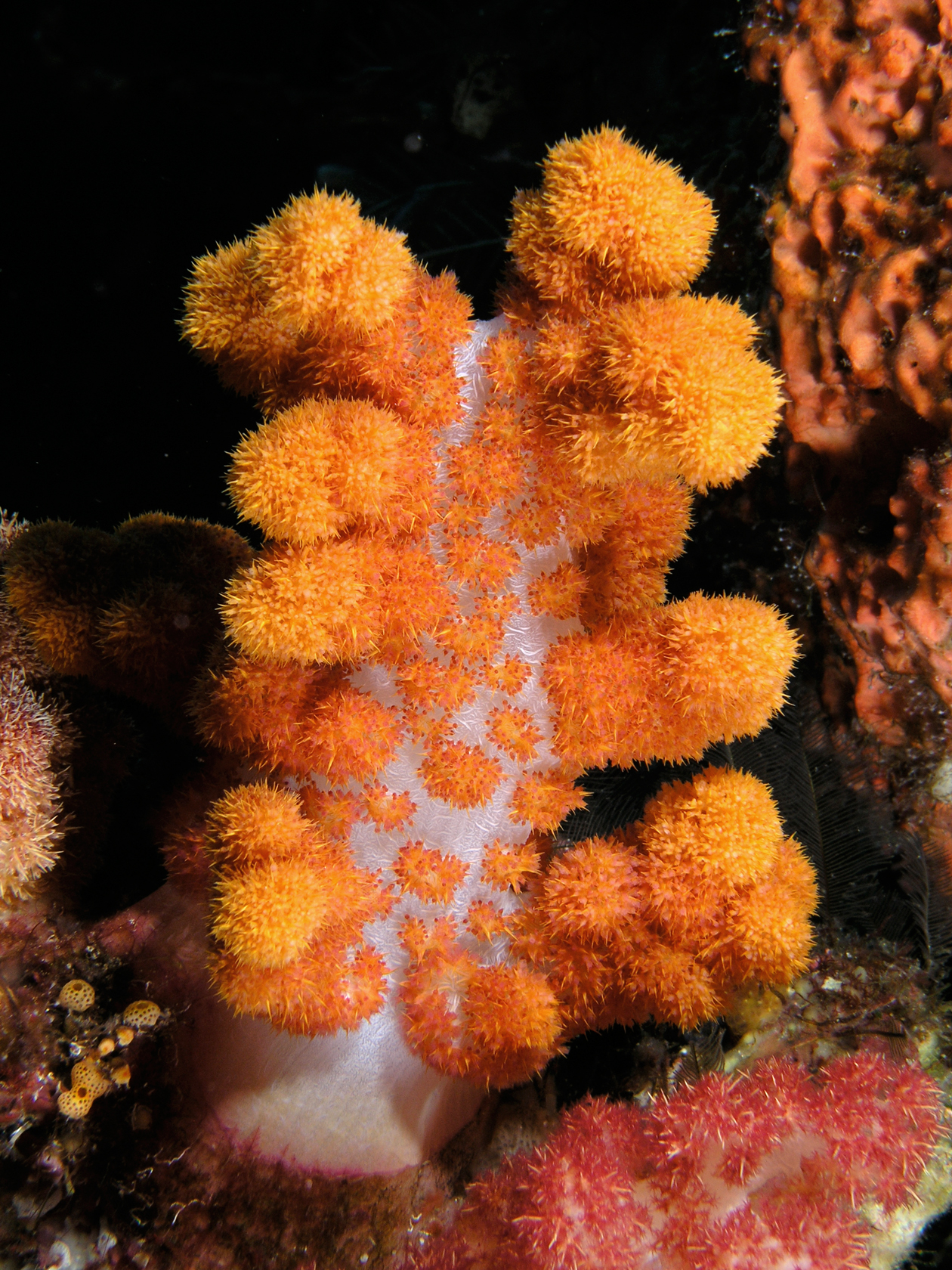 Australia Kembangkan Obat dari Biota Laut